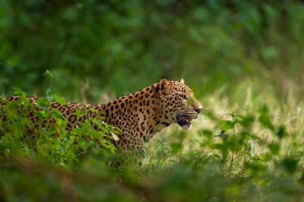 Call Of The Wild